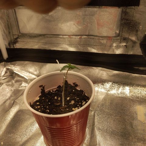Ms. Frizzle growlog photo: Is she thin?!?