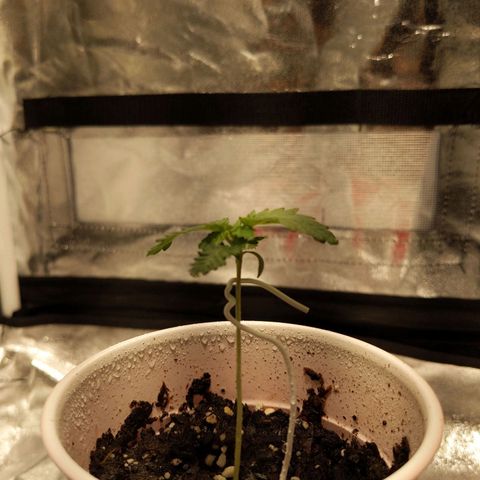 Ms. Frizzle growlog photo: Im liking the leaves today