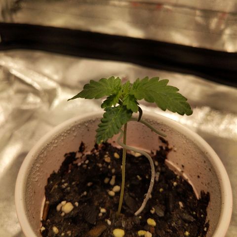 Ms. Frizzle growlog photo: Im liking the leaves today