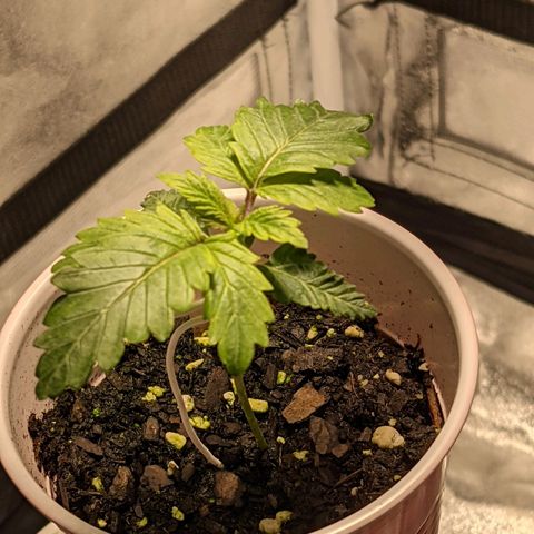 Ms. Frizzle growlog timeline photo