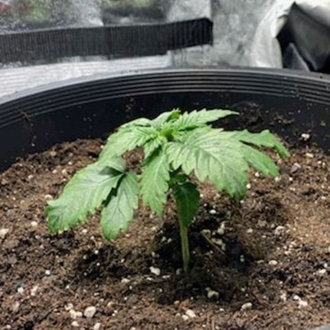 Ms. Frizzle growlog timeline photo
