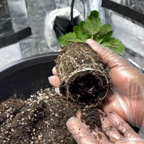 Ms. Frizzle growlog timeline photo