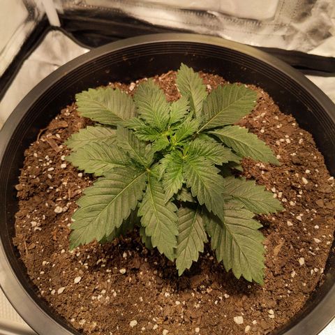 Ms. Frizzle growlog photo: What about transplant shock??...we good
