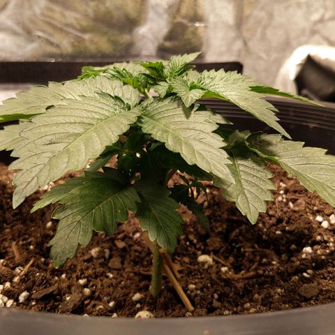 Ms. Frizzle growlog photo: What about transplant shock??...we good