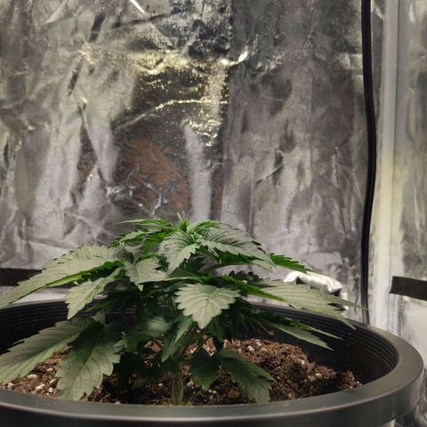 Ms. Frizzle growlog timeline photo
