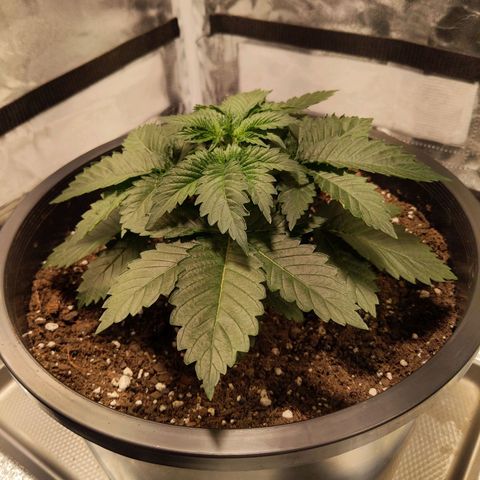 Ms. Frizzle growlog timeline photo
