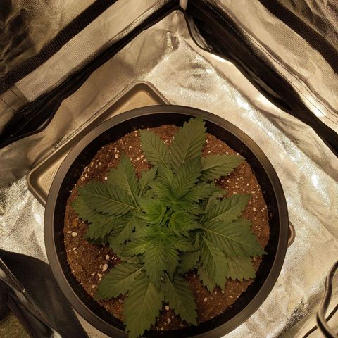 Ms. Frizzle growlog timeline photo