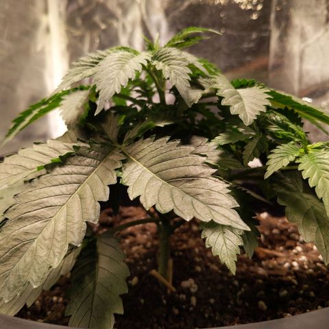 Ms. Frizzle growlog timeline photo