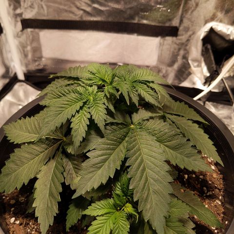 Ms. Frizzle growlog timeline photo
