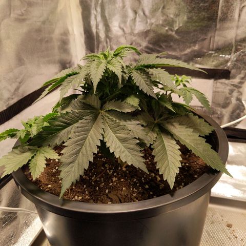 Ms. Frizzle growlog timeline photo