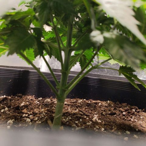 Ms. Frizzle growlog timeline photo