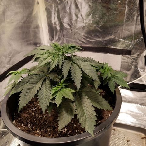 Ms. Frizzle growlog timeline photo