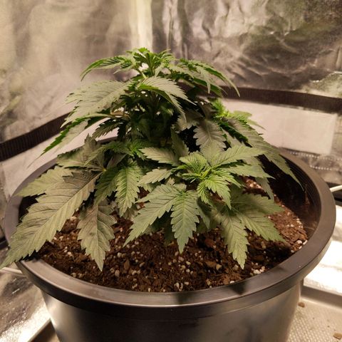 Ms. Frizzle growlog timeline photo