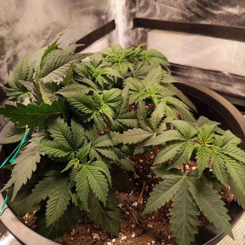 Ms. Frizzle growlog timeline photo