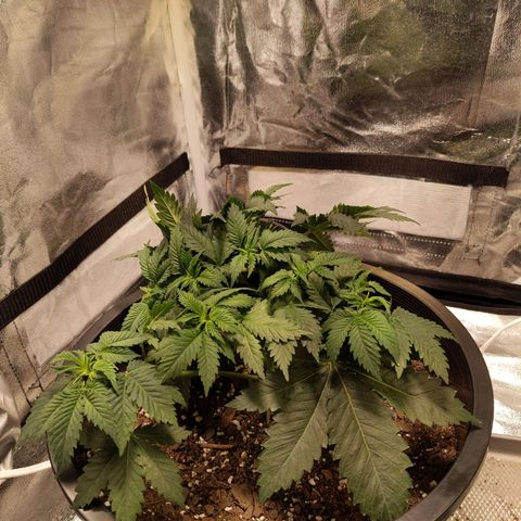 Ms. Frizzle growlog timeline photo