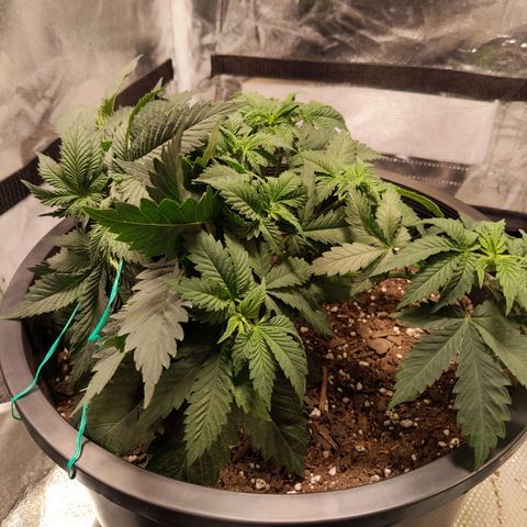 Ms. Frizzle growlog timeline photo