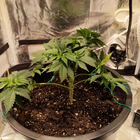 Ms. Frizzle growlog photo: LST (what doesn't kill you makes you stronger