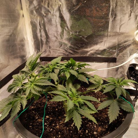 Ms. Frizzle growlog photo: LST (what doesn't kill you makes you stronger