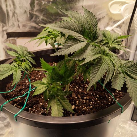 Ms. Frizzle growlog photo: LST (what doesn't kill you makes you stronger