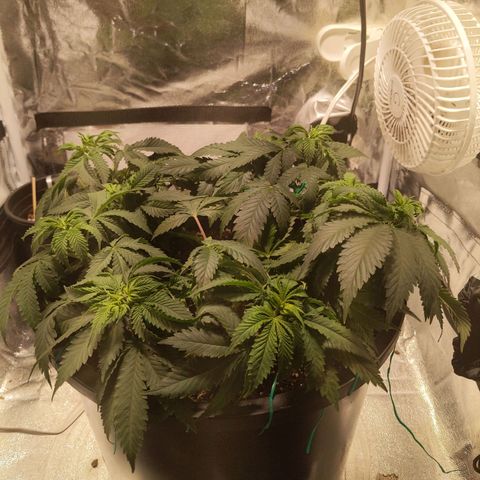 Ms. Frizzle growlog timeline photo
