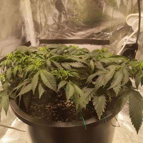 Ms. Frizzle growlog timeline photo