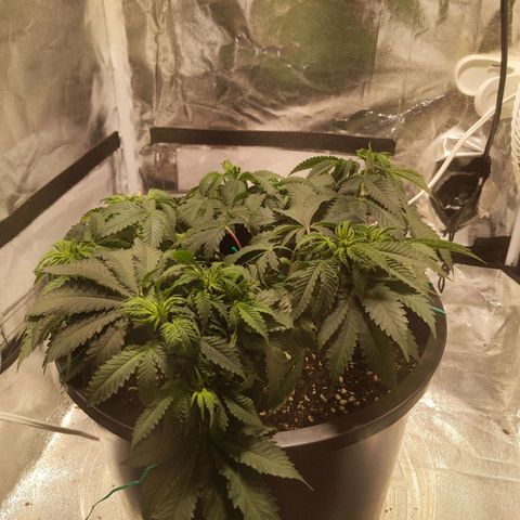 Ms. Frizzle growlog timeline photo