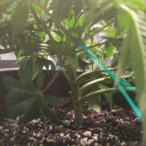 Ms. Frizzle growlog timeline photo