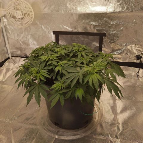 Ms. Frizzle growlog timeline photo