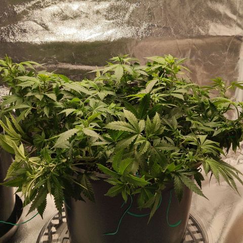Ms. Frizzle growlog timeline photo