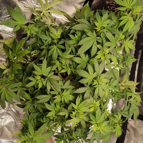 Ms. Frizzle growlog timeline photo