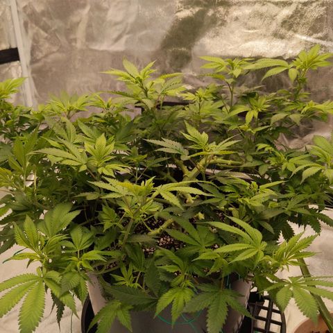 Ms. Frizzle growlog timeline photo