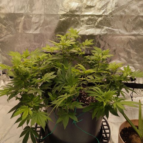 Ms. Frizzle growlog timeline photo