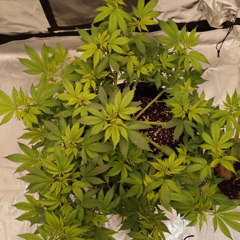 Ms. Frizzle growlog timeline photo