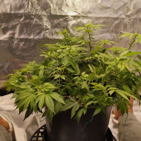 Ms. Frizzle growlog timeline photo