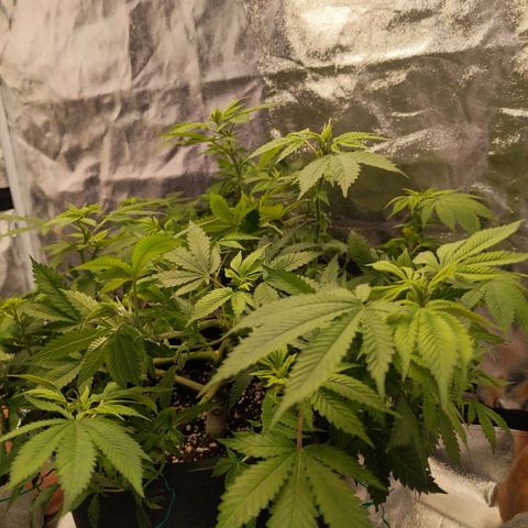 Ms. Frizzle growlog timeline photo