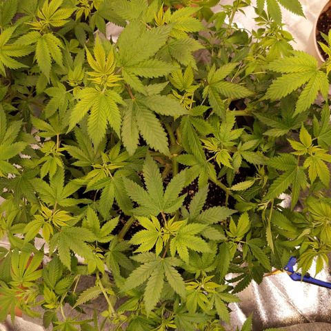 Ms. Frizzle growlog timeline photo