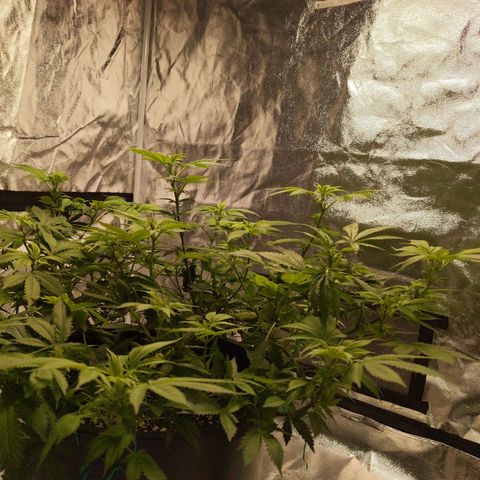 Ms. Frizzle growlog timeline photo
