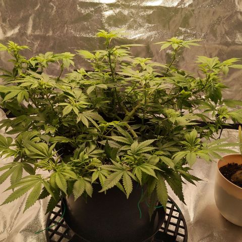 Ms. Frizzle growlog timeline photo