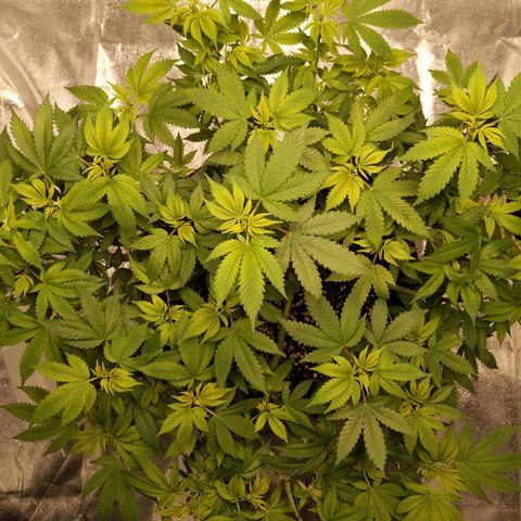 Ms. Frizzle growlog timeline photo