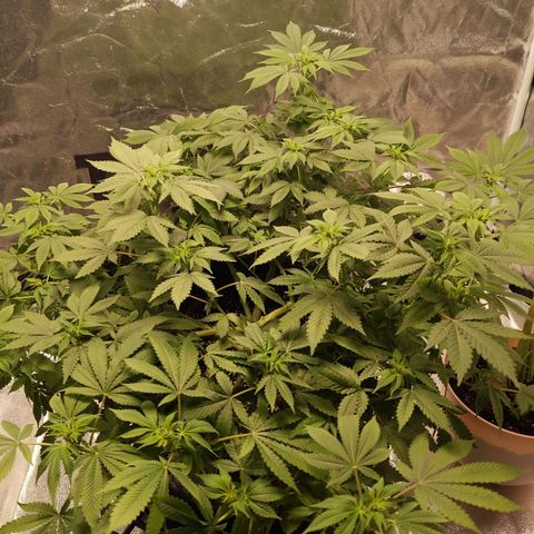 Ms. Frizzle growlog timeline photo