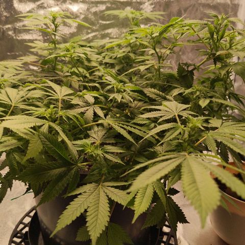 Ms. Frizzle growlog timeline photo