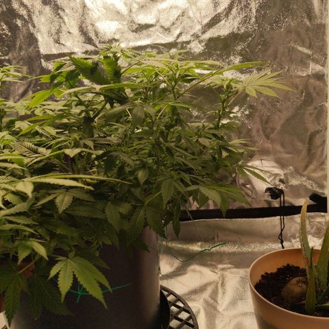 Ms. Frizzle growlog timeline photo
