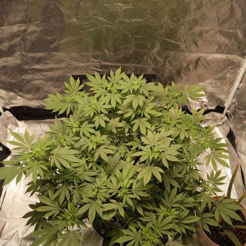 Ms. Frizzle growlog timeline photo