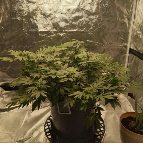 Ms. Frizzle growlog timeline photo