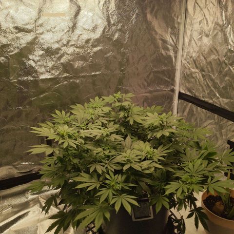 Ms. Frizzle growlog timeline photo