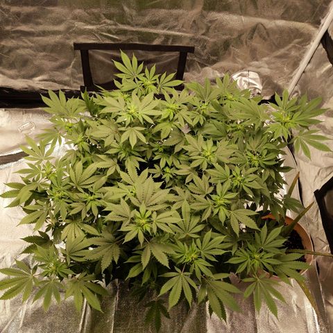 Ms. Frizzle growlog timeline photo