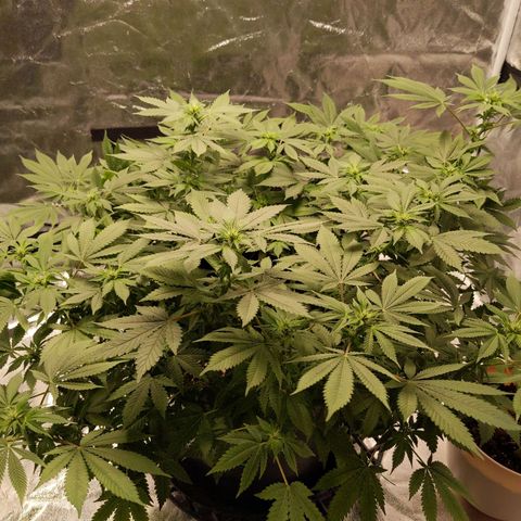 Ms. Frizzle growlog timeline photo