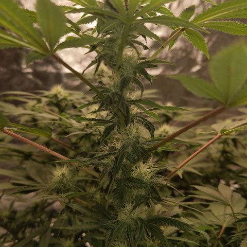 Ms. Frizzle growlog timeline photo