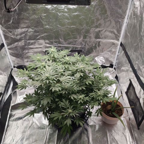 Ms. Frizzle growlog timeline photo