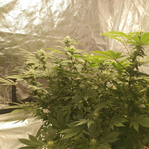 Ms. Frizzle growlog timeline photo
